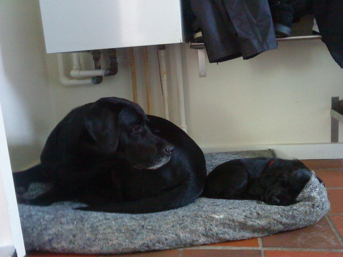 Blanding af racer Charlie <3 billede 2