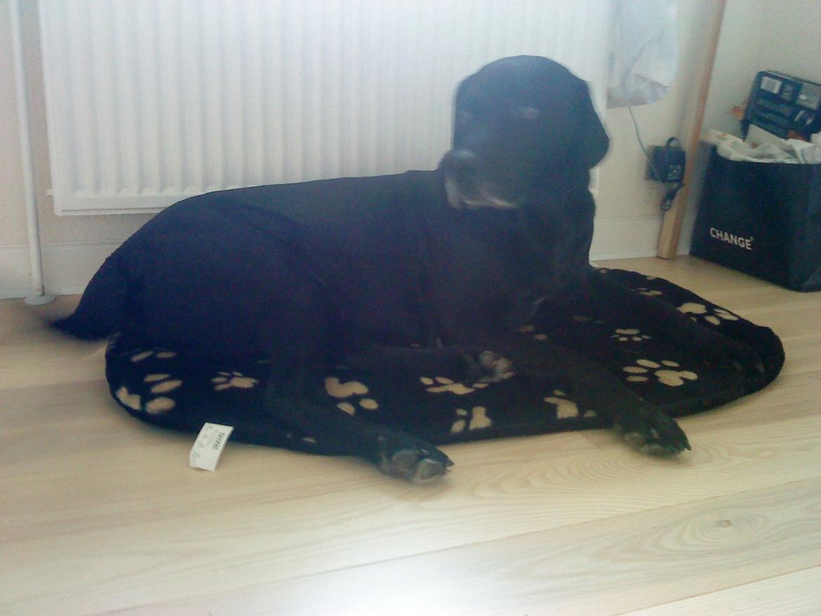 Blanding af racer Charlie <3 billede 3