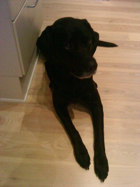 Blanding af racer Charlie <3 billede 4