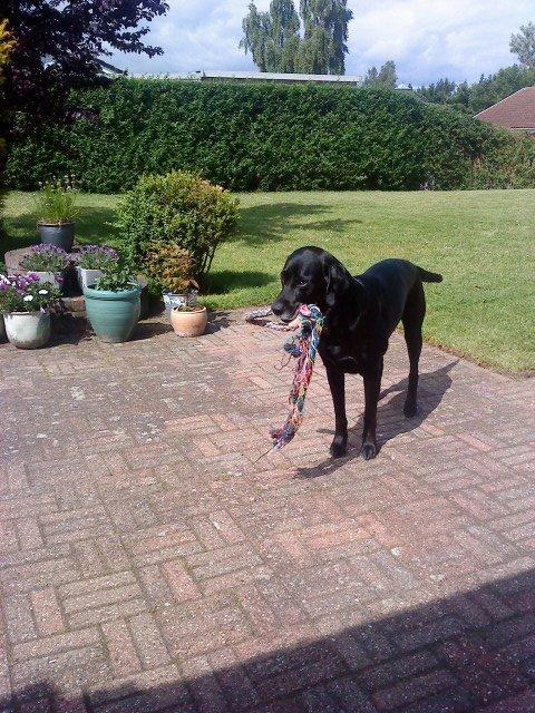 Blanding af racer Charlie <3 billede 1