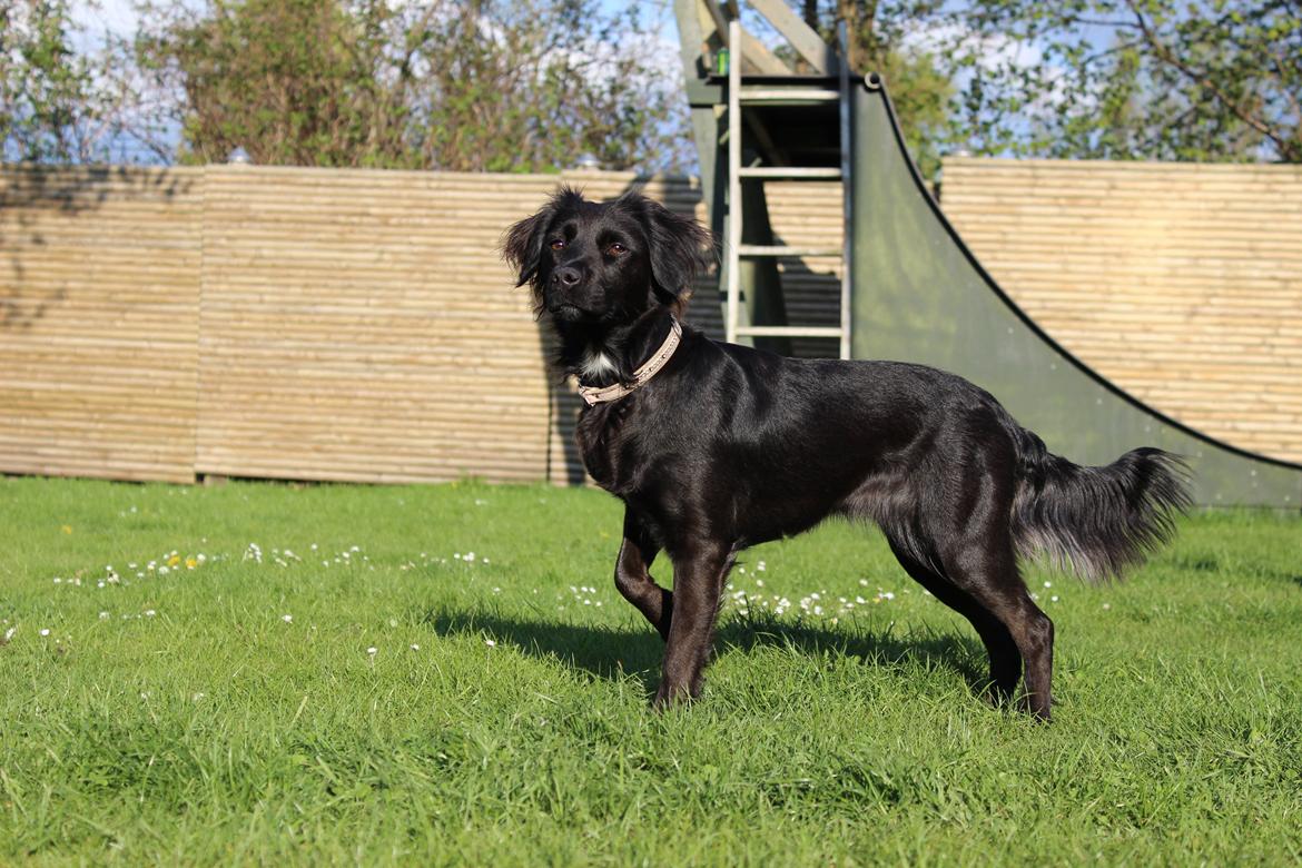 Markiesje Shedy-Lady billede 11