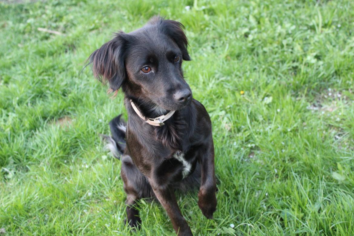 Markiesje Shedy-Lady billede 1