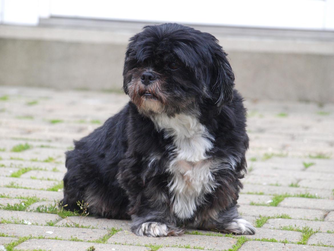 Lhasa apso Jessy billede 11
