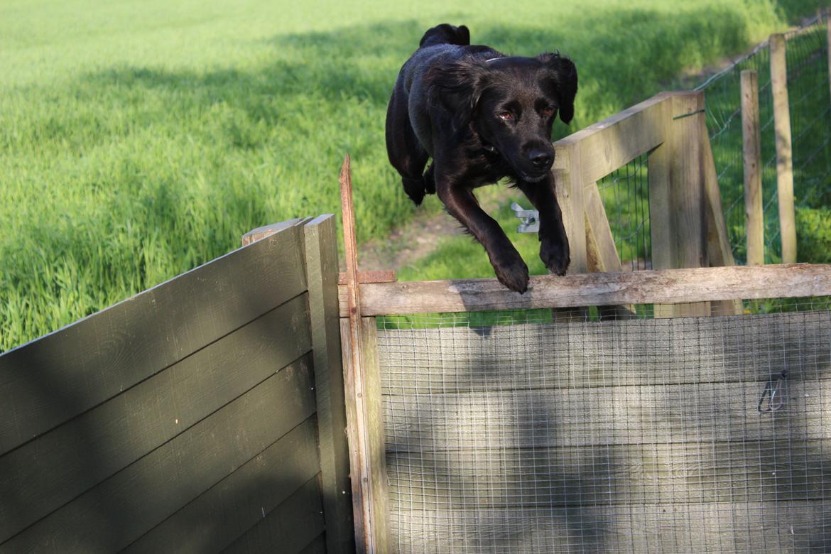 Markiesje Shedy-Lady billede 12