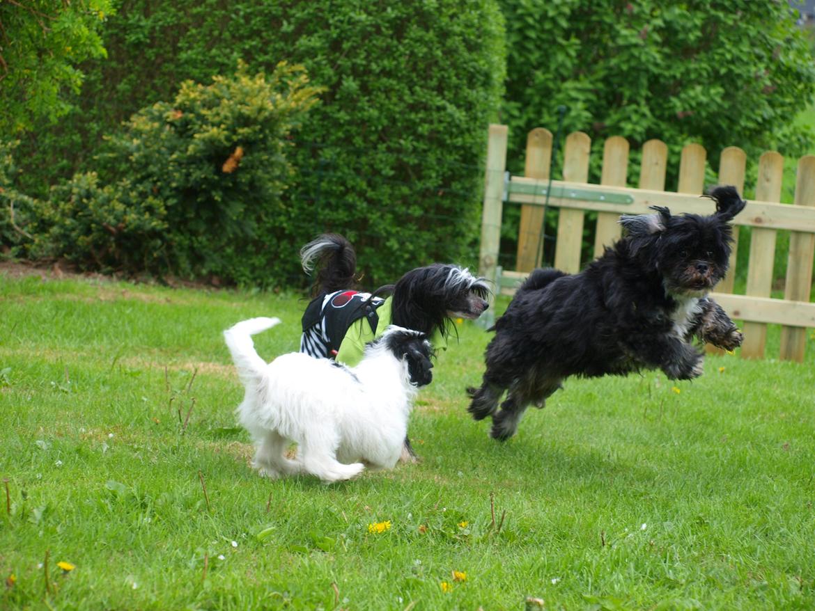 Lhasa apso Jessy billede 12