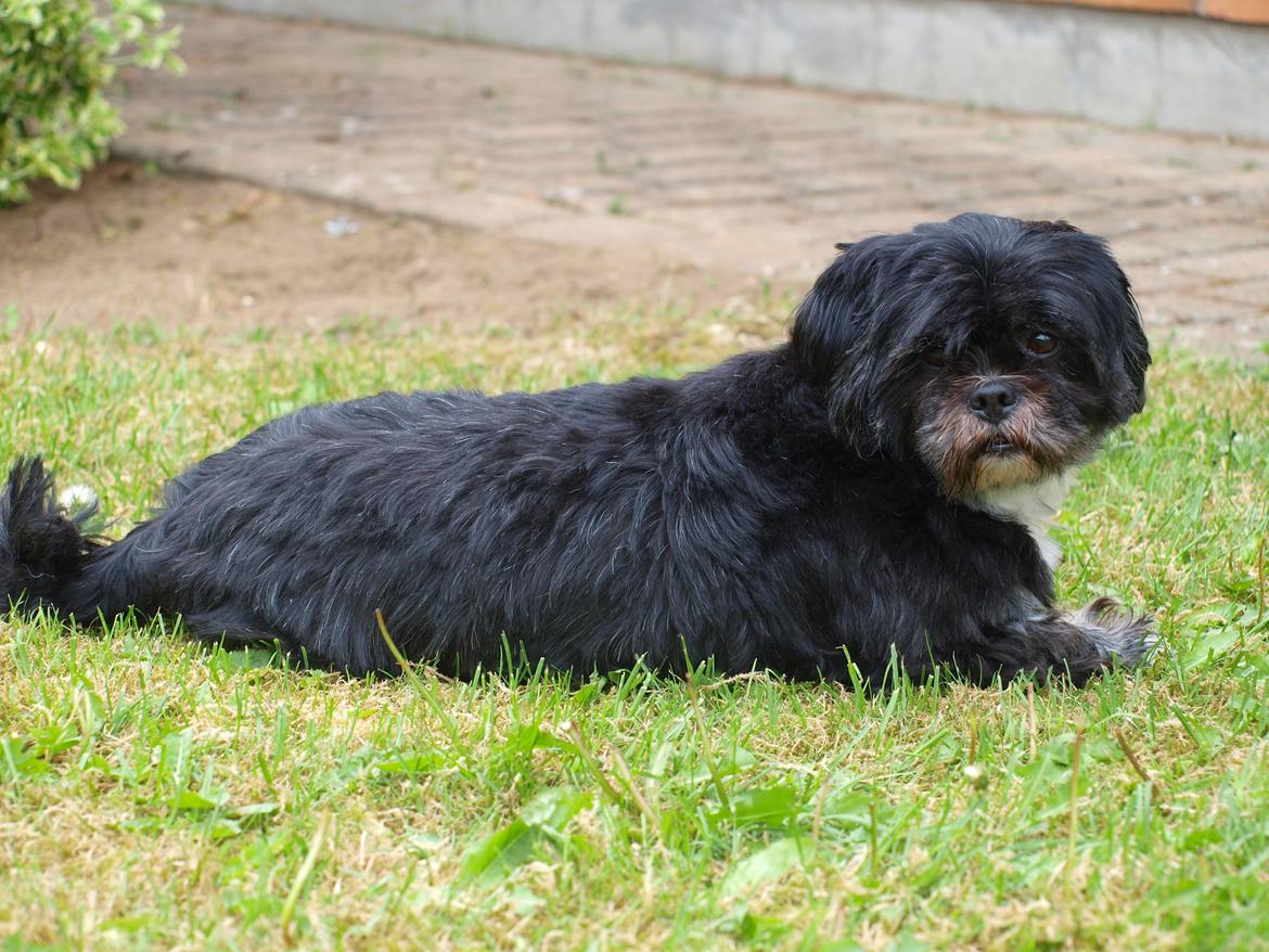 Lhasa apso Jessy billede 13
