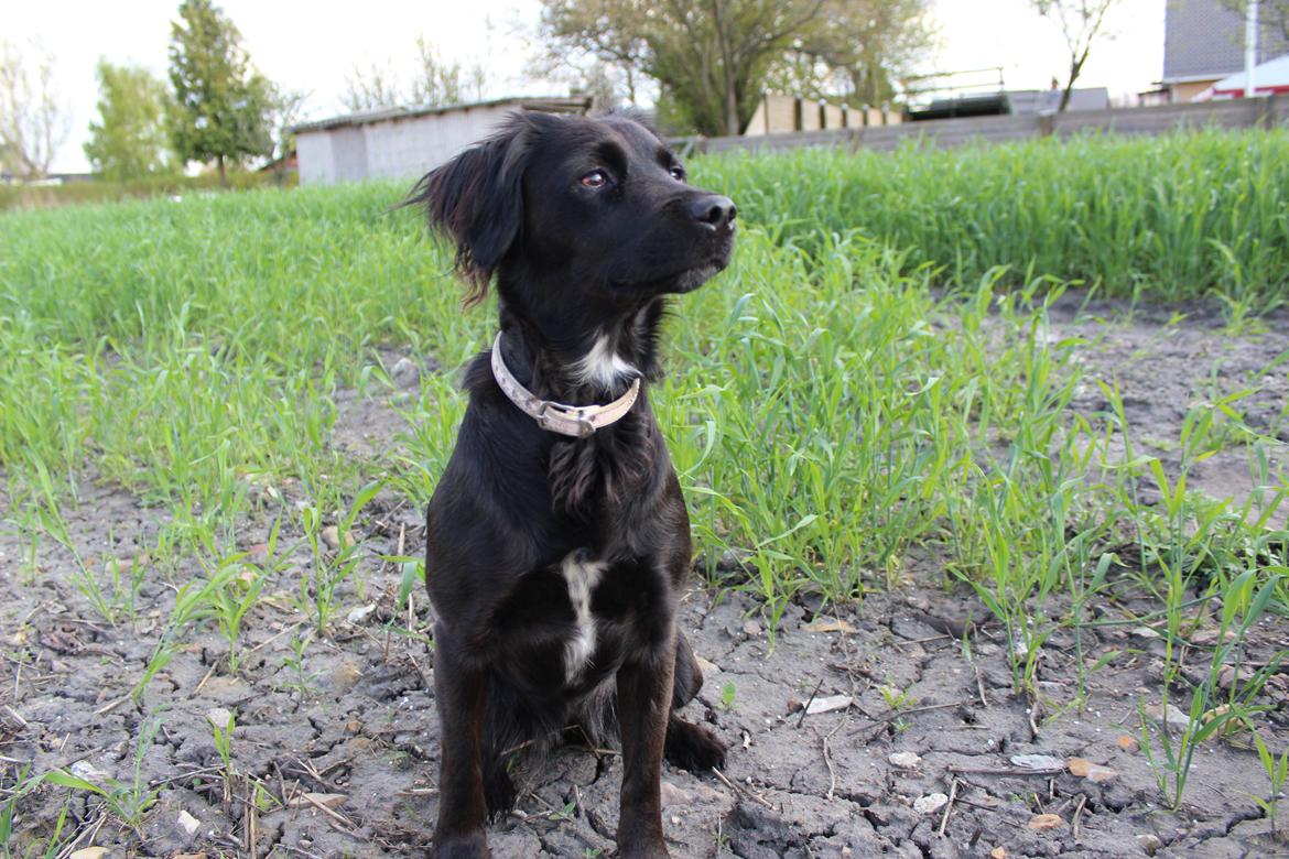 Markiesje Shedy-Lady billede 13