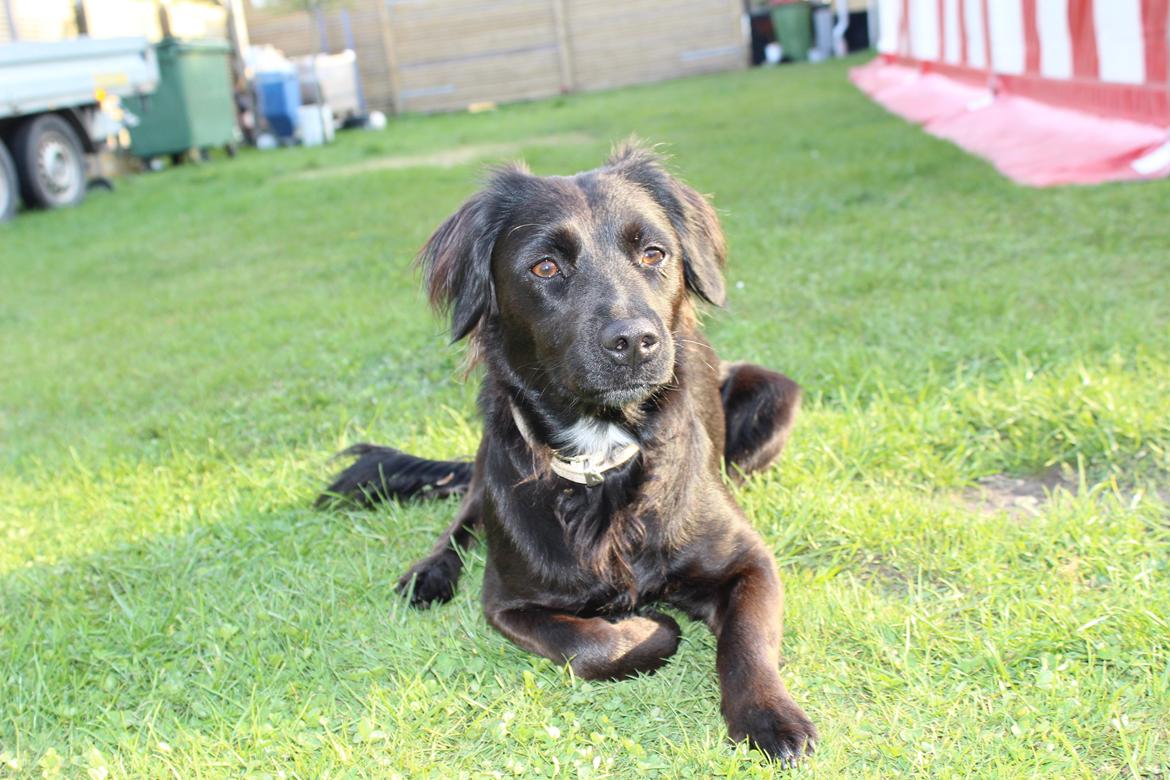 Markiesje Shedy-Lady billede 16