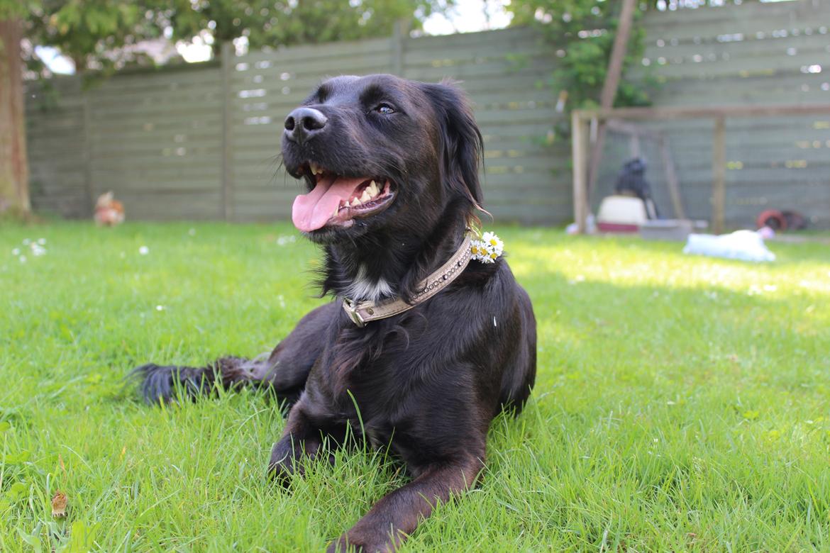 Markiesje Shedy-Lady billede 17