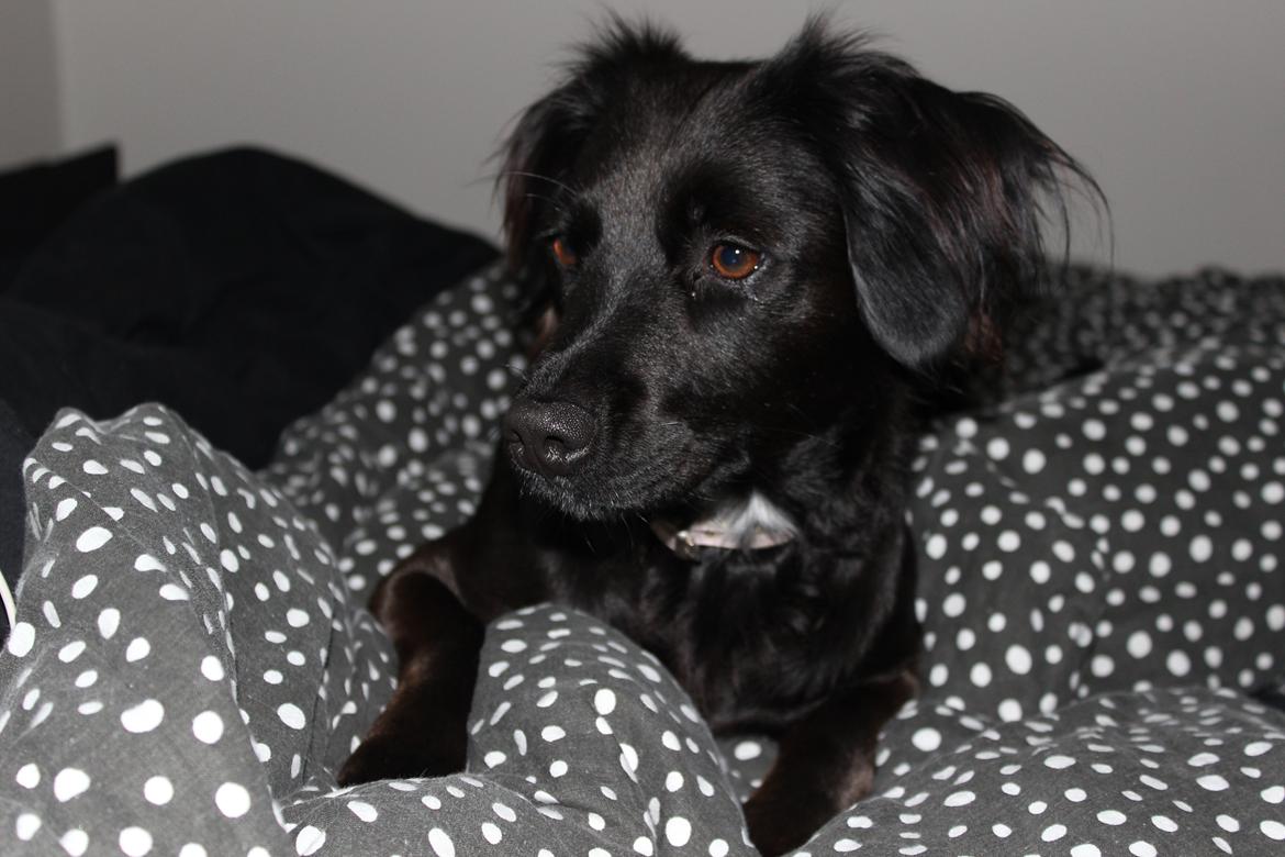 Markiesje Shedy-Lady billede 18