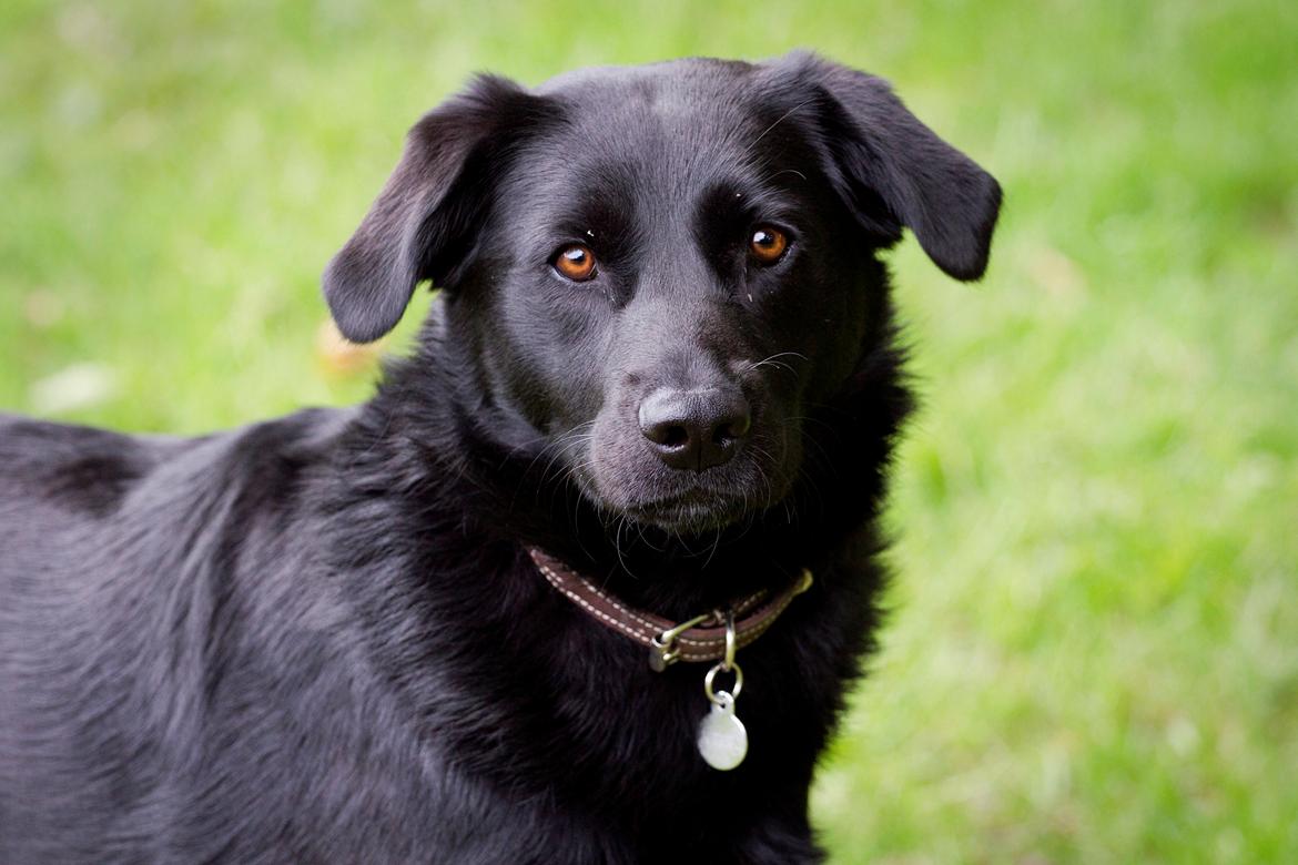 Blanding af racer Keiko billede 19