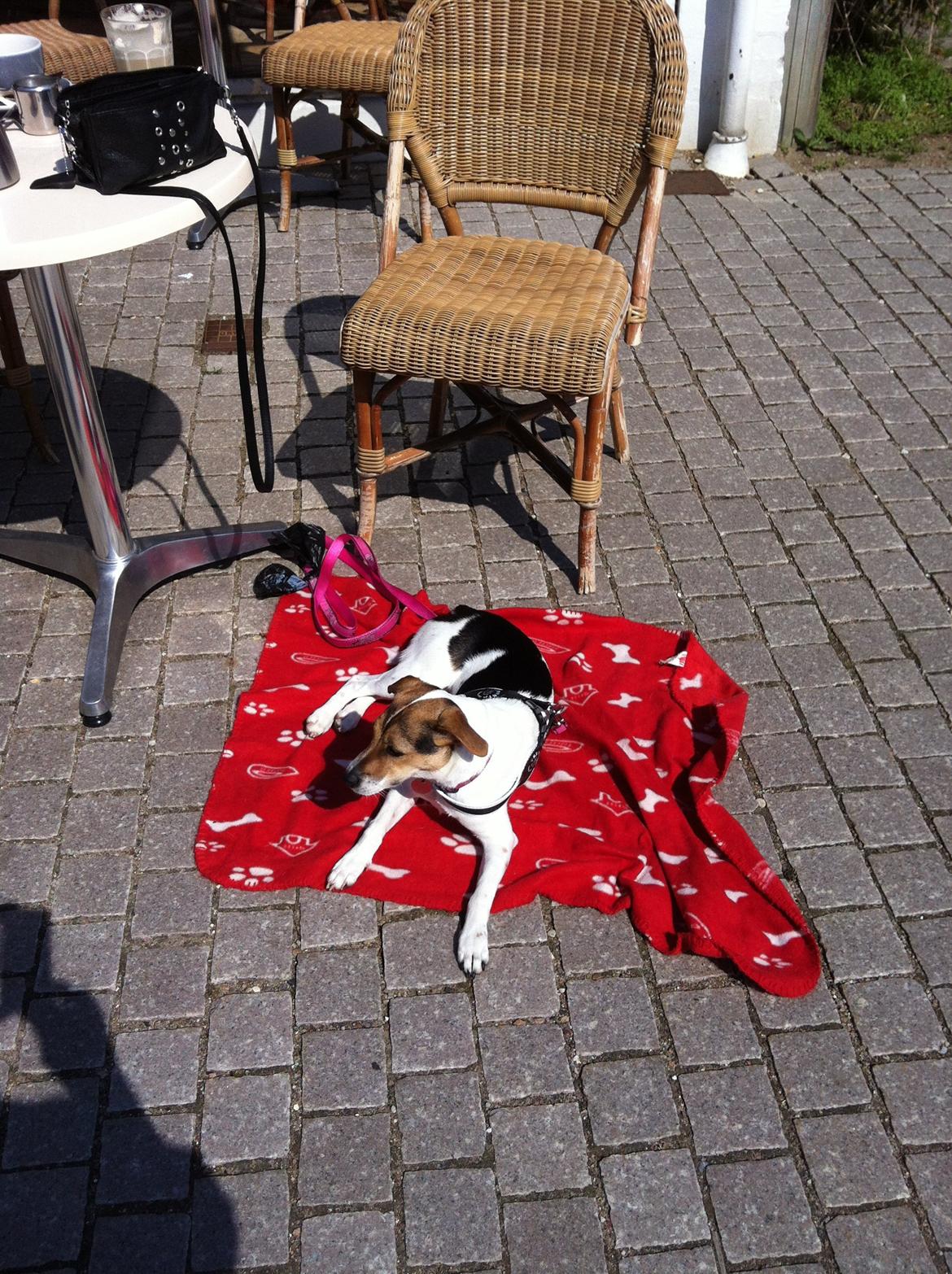 Dansk svensk gaardhund LisBeth billede 10