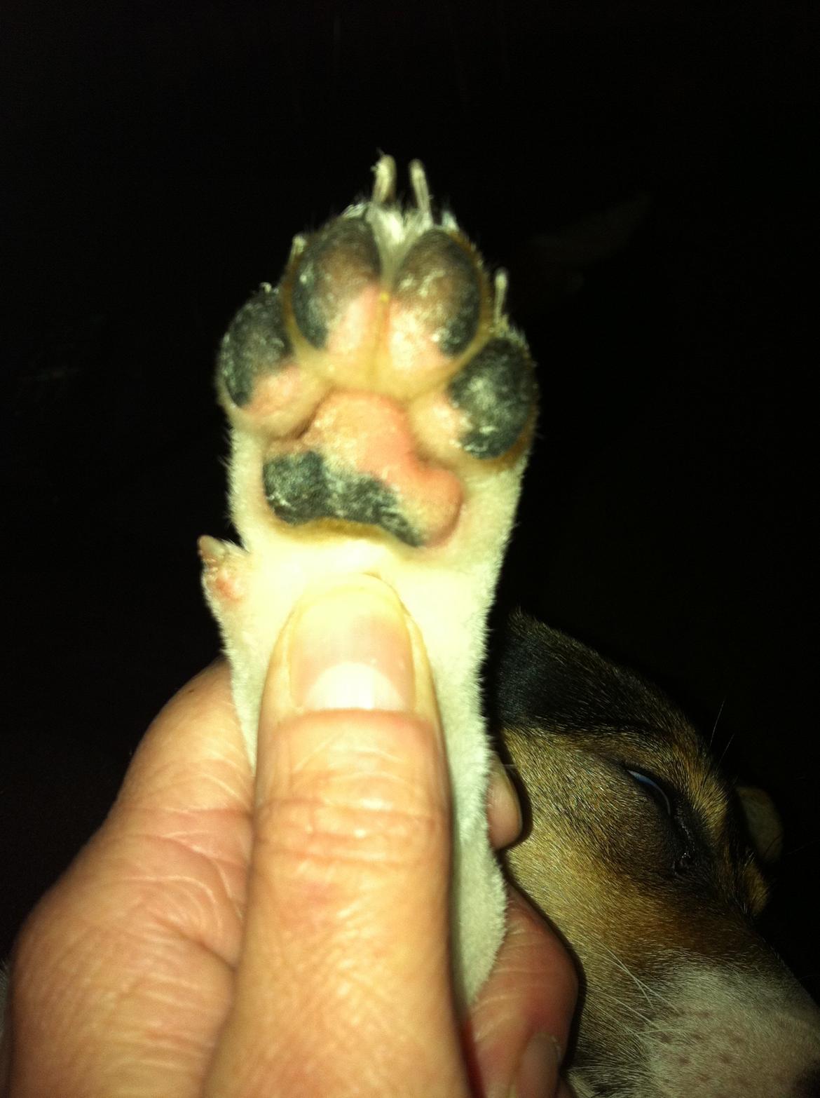 Dansk svensk gaardhund LisBeth billede 12