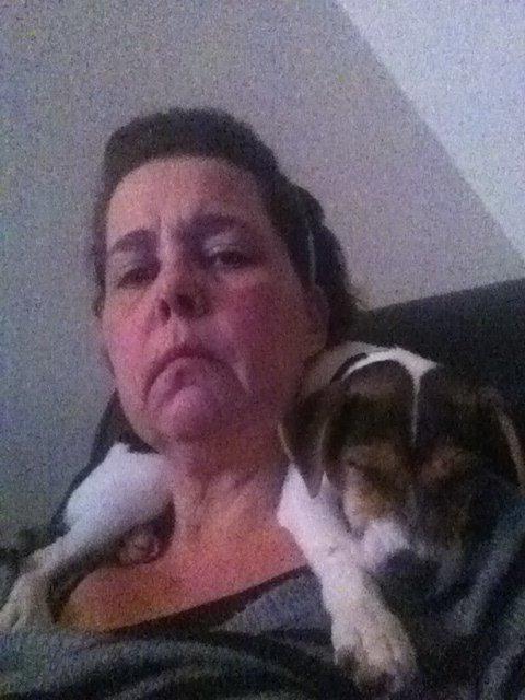 Dansk svensk gaardhund LisBeth billede 13