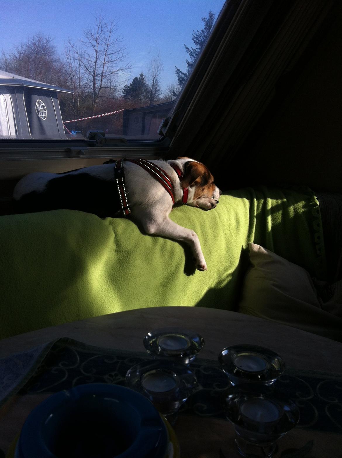 Dansk svensk gaardhund LisBeth billede 14