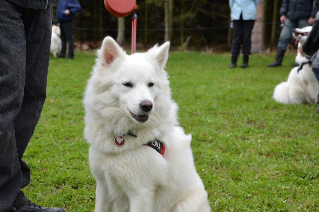 Dansk Spids Liva billede 2