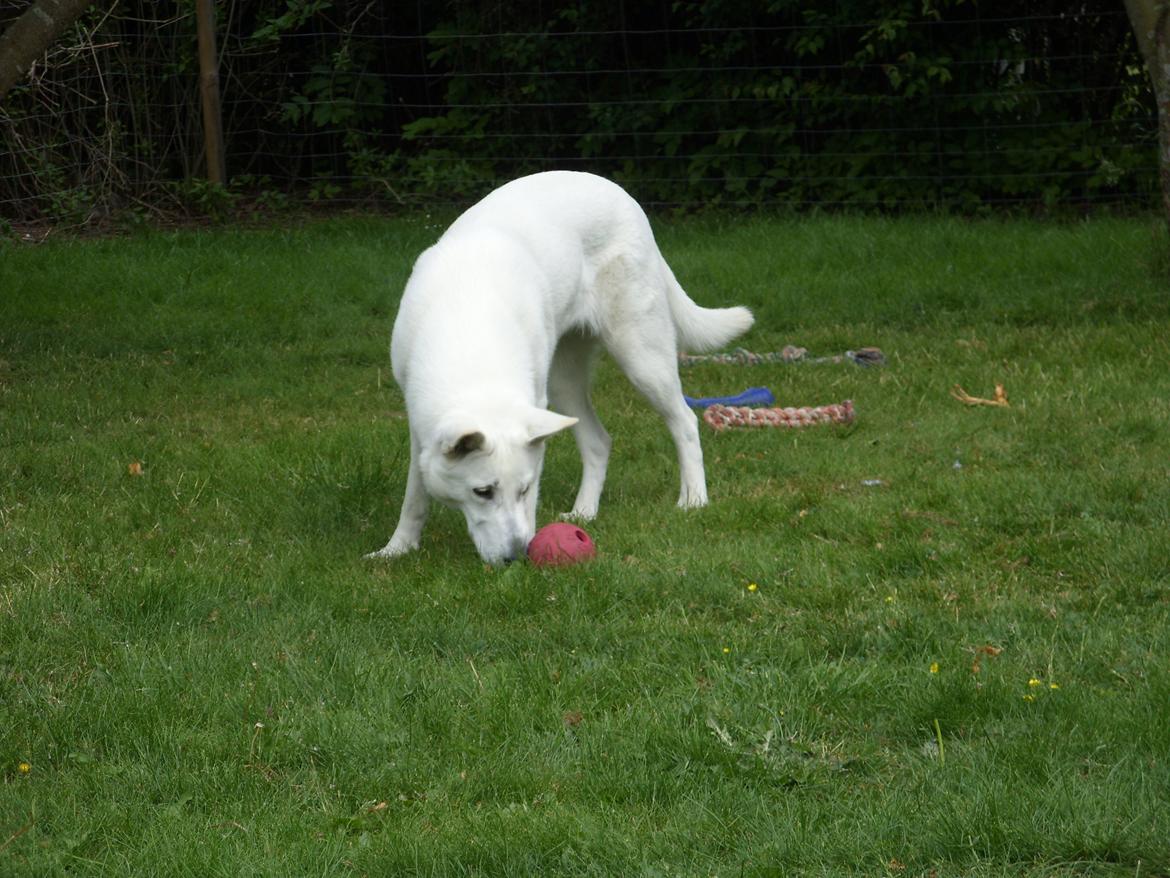 Hvid Schweizisk Hyrdehund Lucy - Juni 2013 Der arbejdes længe for at få noget at spise billede 3