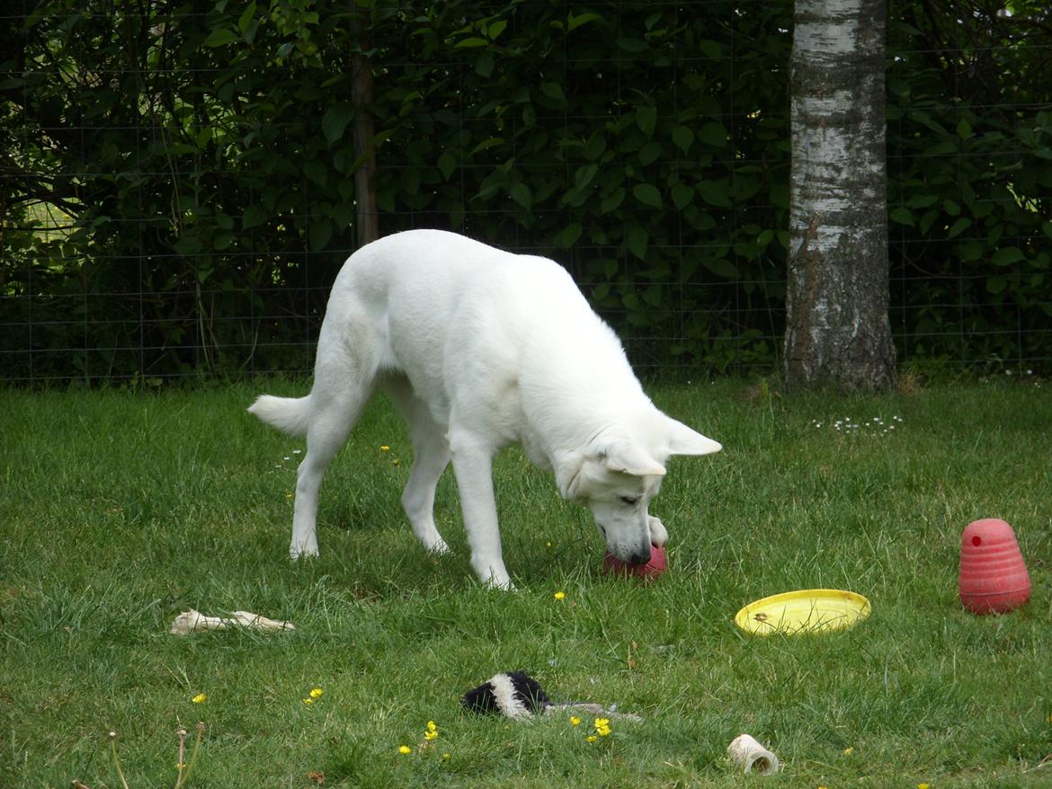 Hvid Schweizisk Hyrdehund Lucy - Juni 2013 Der arbejdes for føden. billede 2