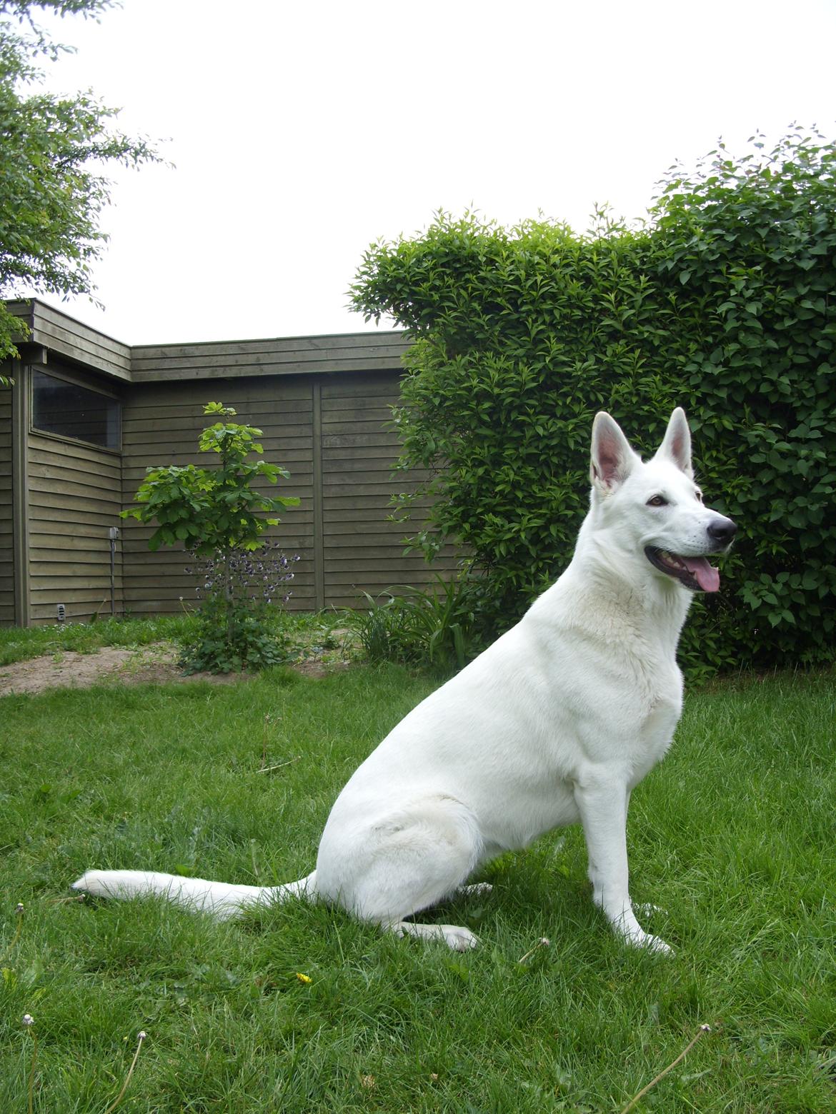 Hvid Schweizisk Hyrdehund Lucy - Juni 2013 Hun er bare så fin billede 1