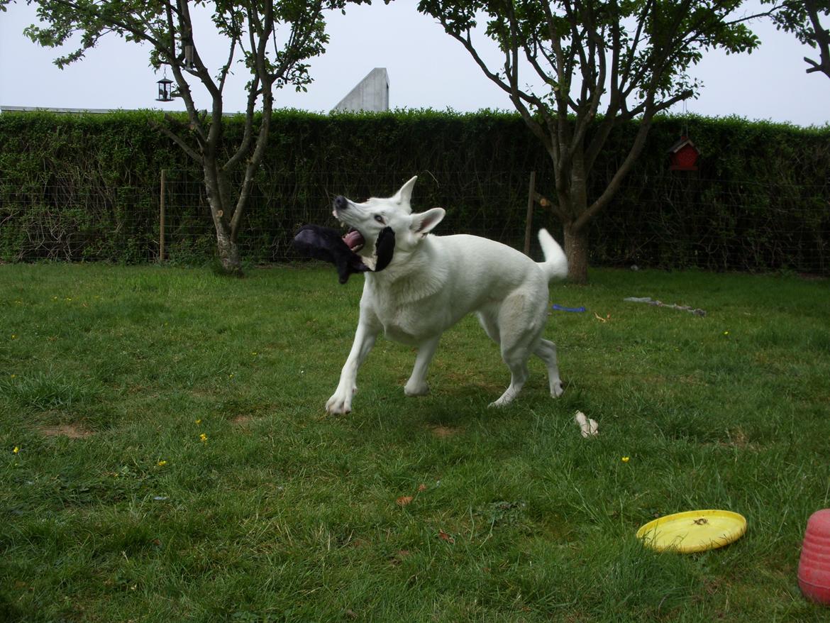 Hvid Schweizisk Hyrdehund Lucy - Juni 2013 Så blev det tid til at lege billede 4