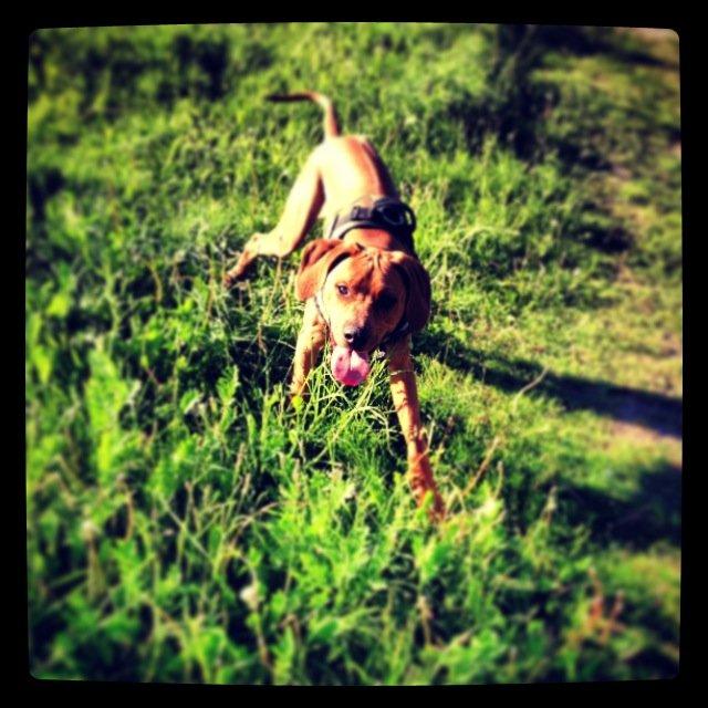 Rhodesian ridgeback Enzo billede 1