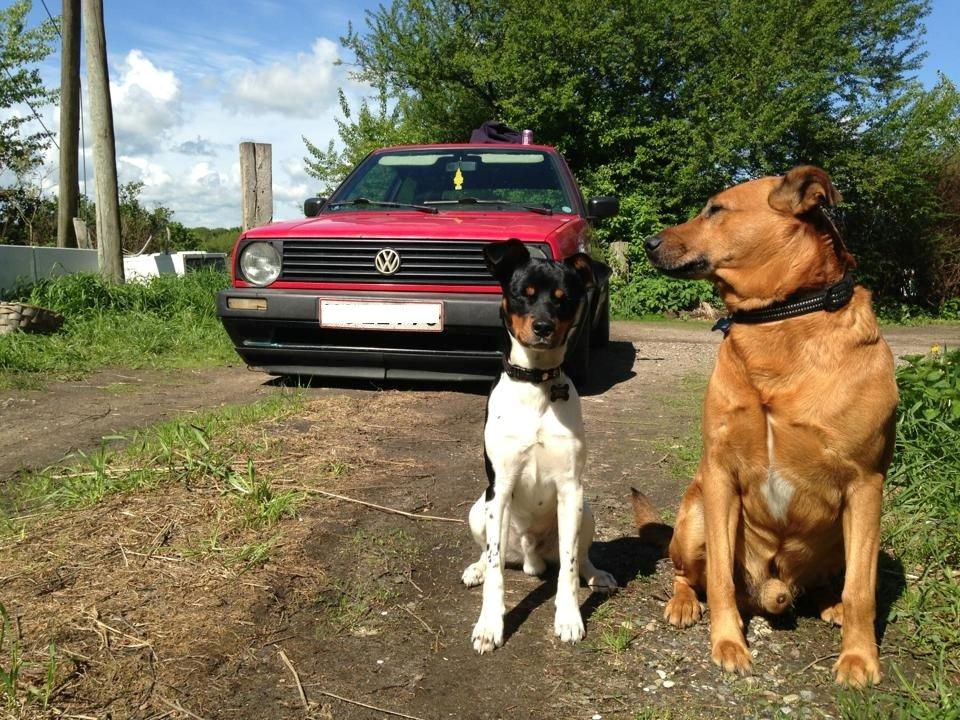 Dansk svensk gaardhund Bimmer billede 6