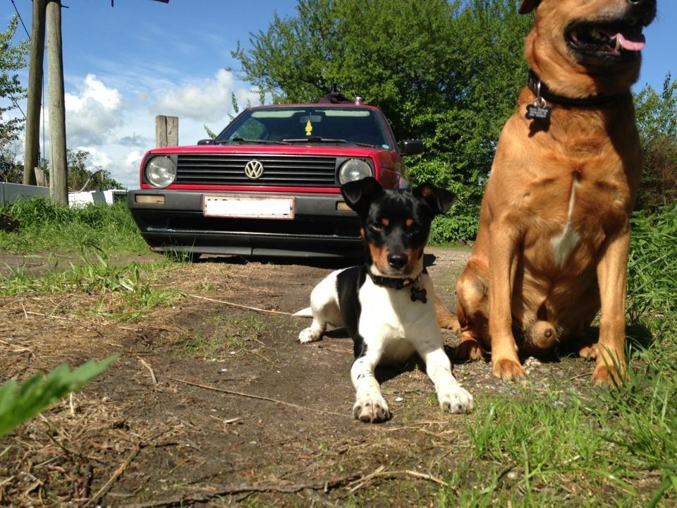 Dansk svensk gaardhund Bimmer billede 2