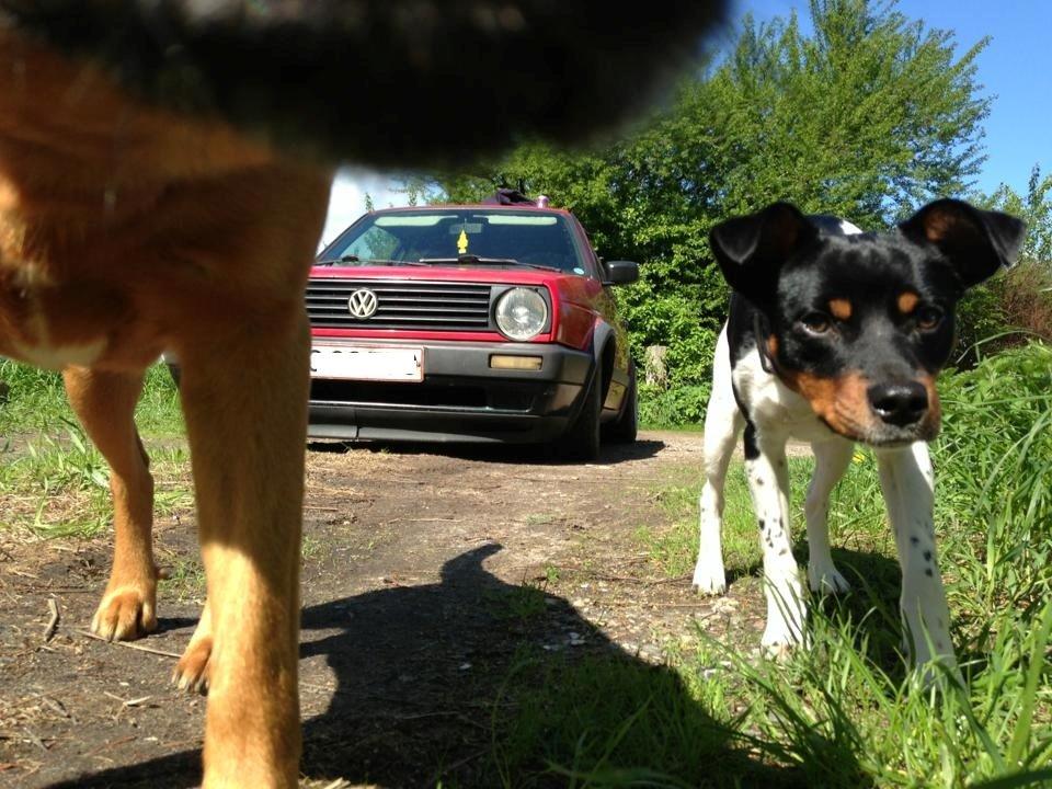 Dansk svensk gaardhund Bimmer billede 3