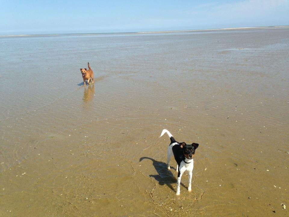 Dansk svensk gaardhund Bimmer billede 4