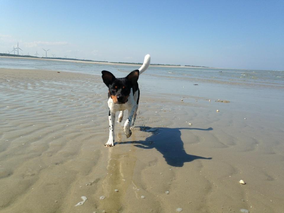 Dansk svensk gaardhund Bimmer billede 5