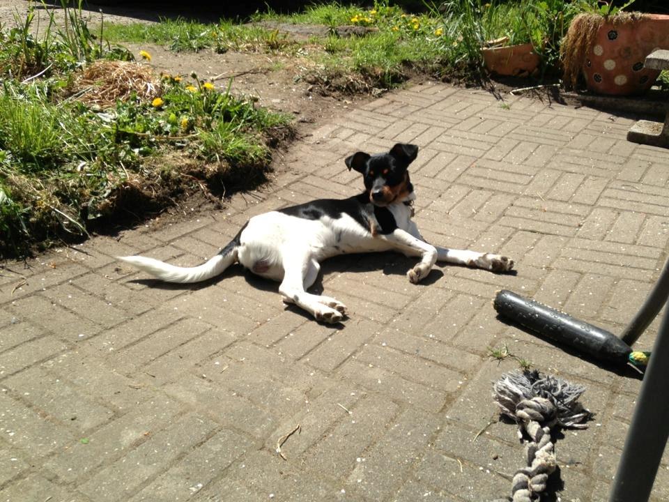 Dansk svensk gaardhund Bimmer billede 7