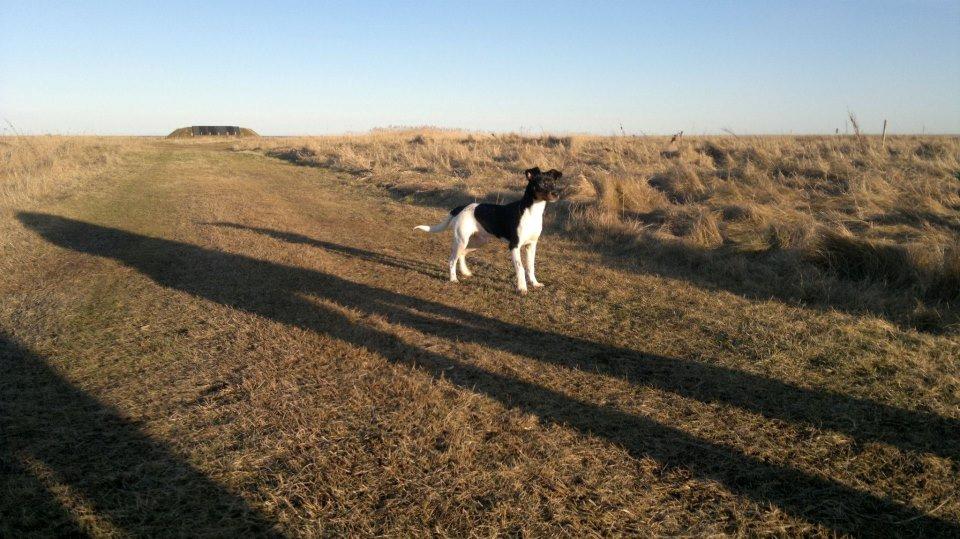 Dansk svensk gaardhund Bimmer billede 8