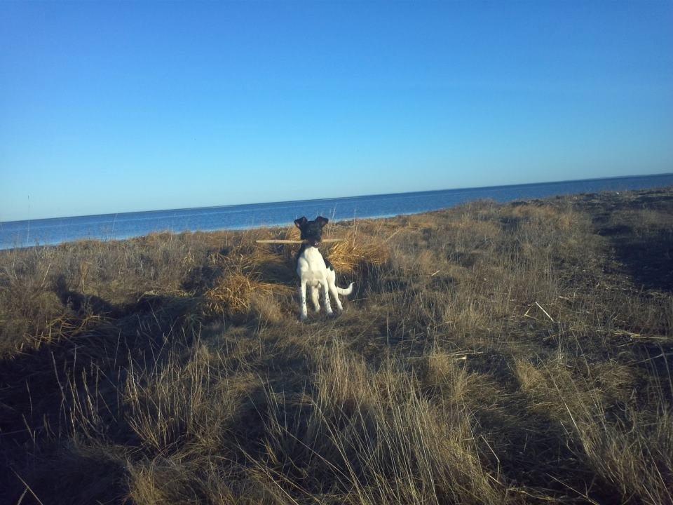 Dansk svensk gaardhund Bimmer billede 9