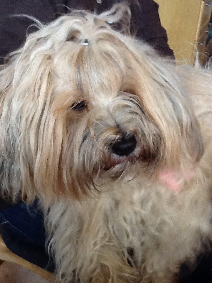 Tibetansk terrier Cospa billede 2