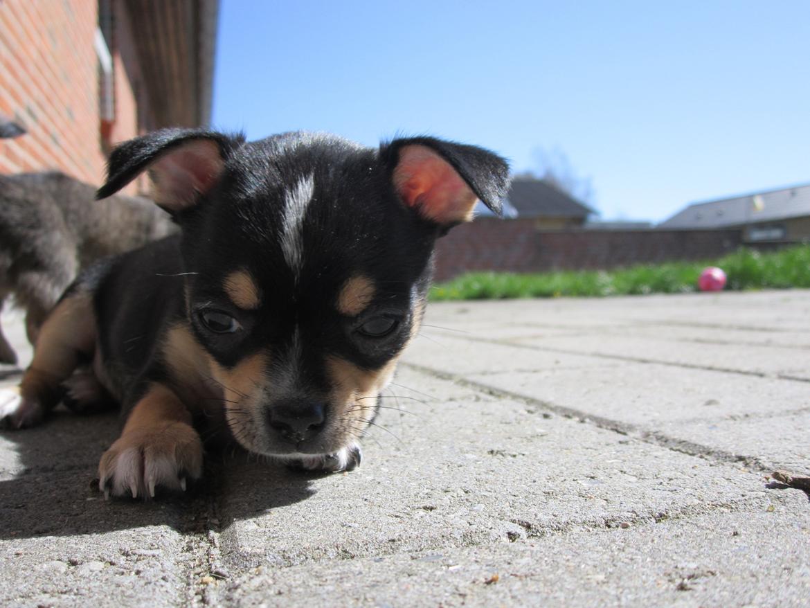 Chihuahua Bella - ligger i haven. billede 6