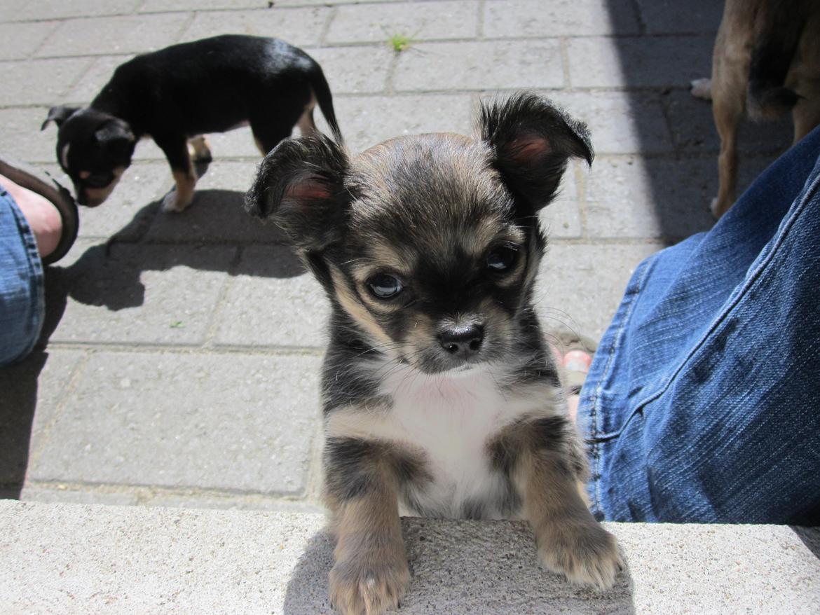 Chihuahua Subra - Subra på vej ind. billede 1