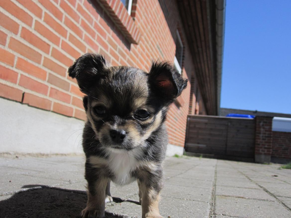 Chihuahua Subra - I haven :-) billede 2