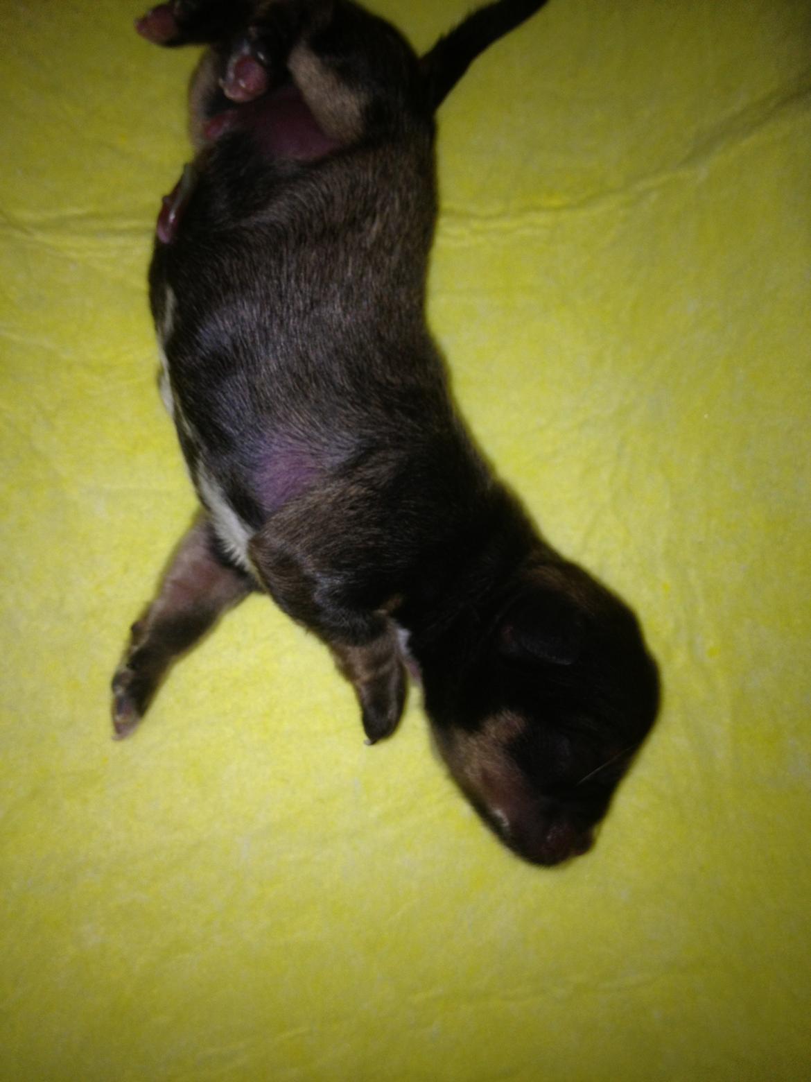 Chihuahua Subra - Nyfødt billede 3