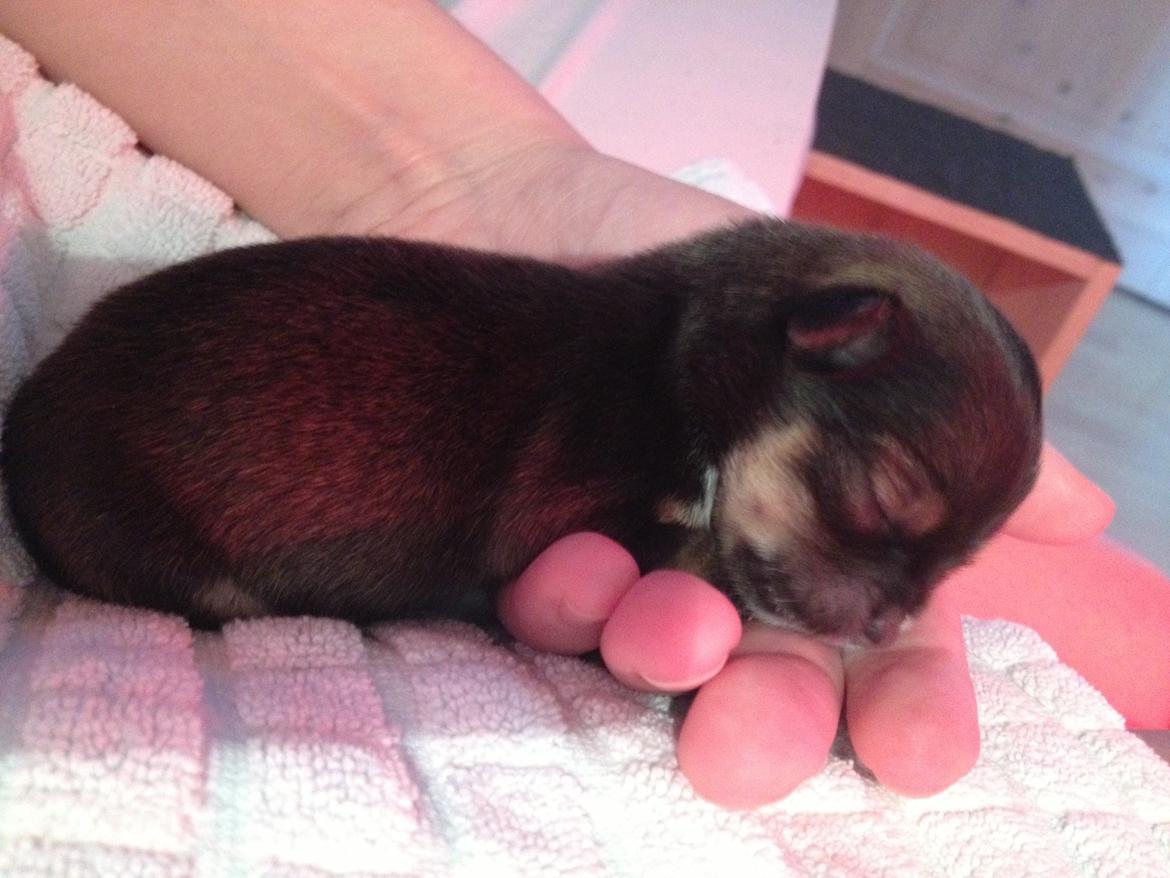 Chihuahua Subra - et par dage billede 4