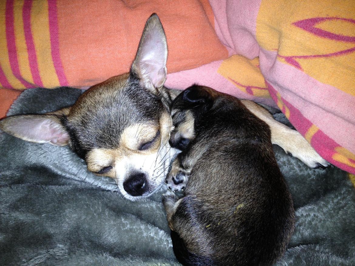 Chihuahua Subra - ca. 2 uger gammel billede 5