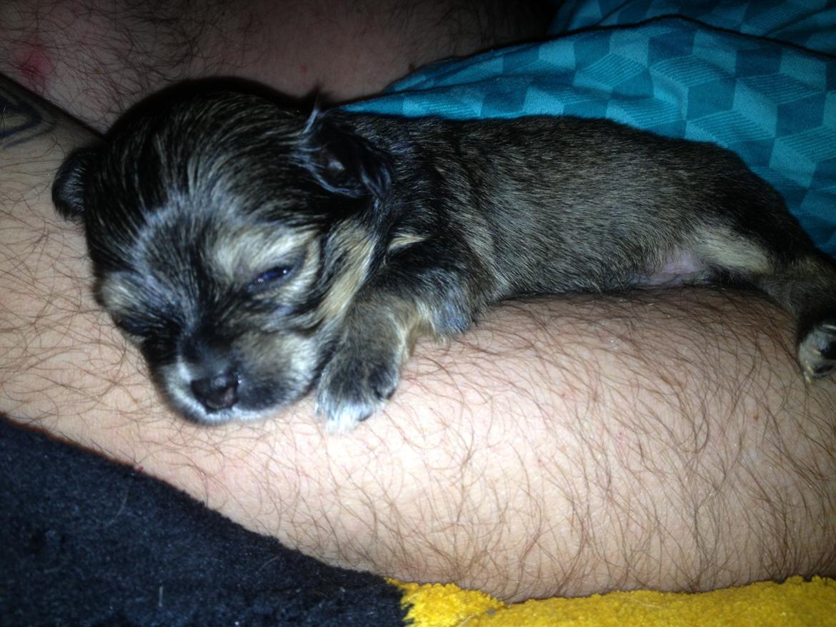 Chihuahua Subra - Putter i arm <3 billede 6