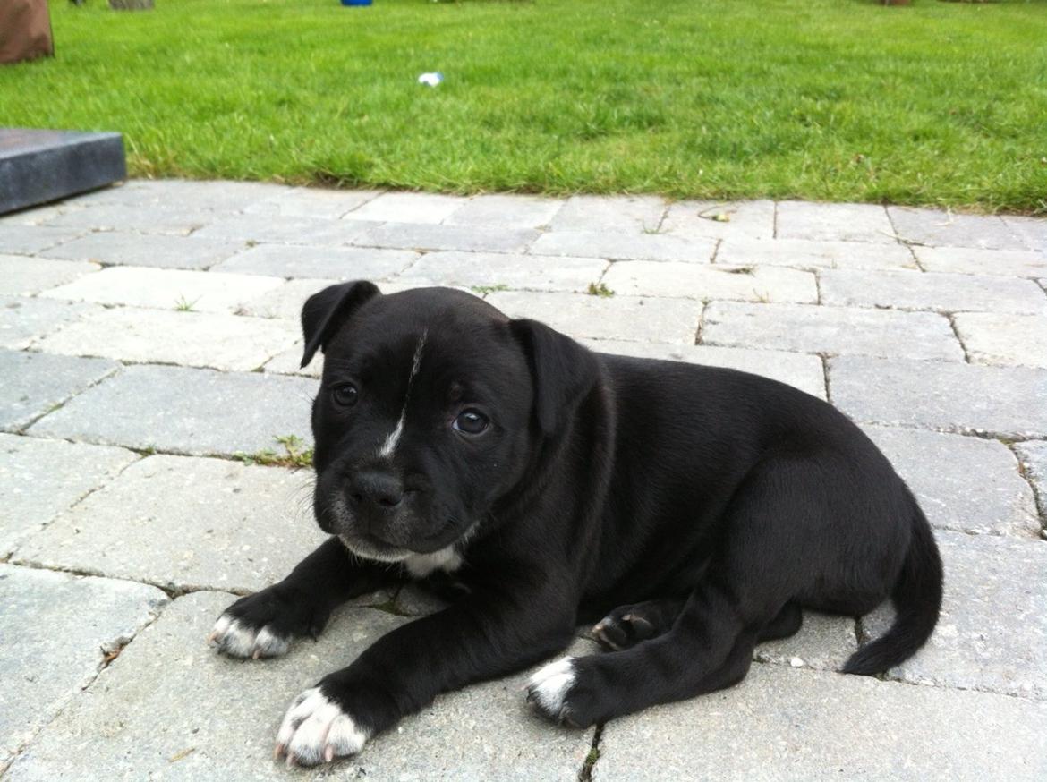Staffordshire bull terrier Oscar billede 1