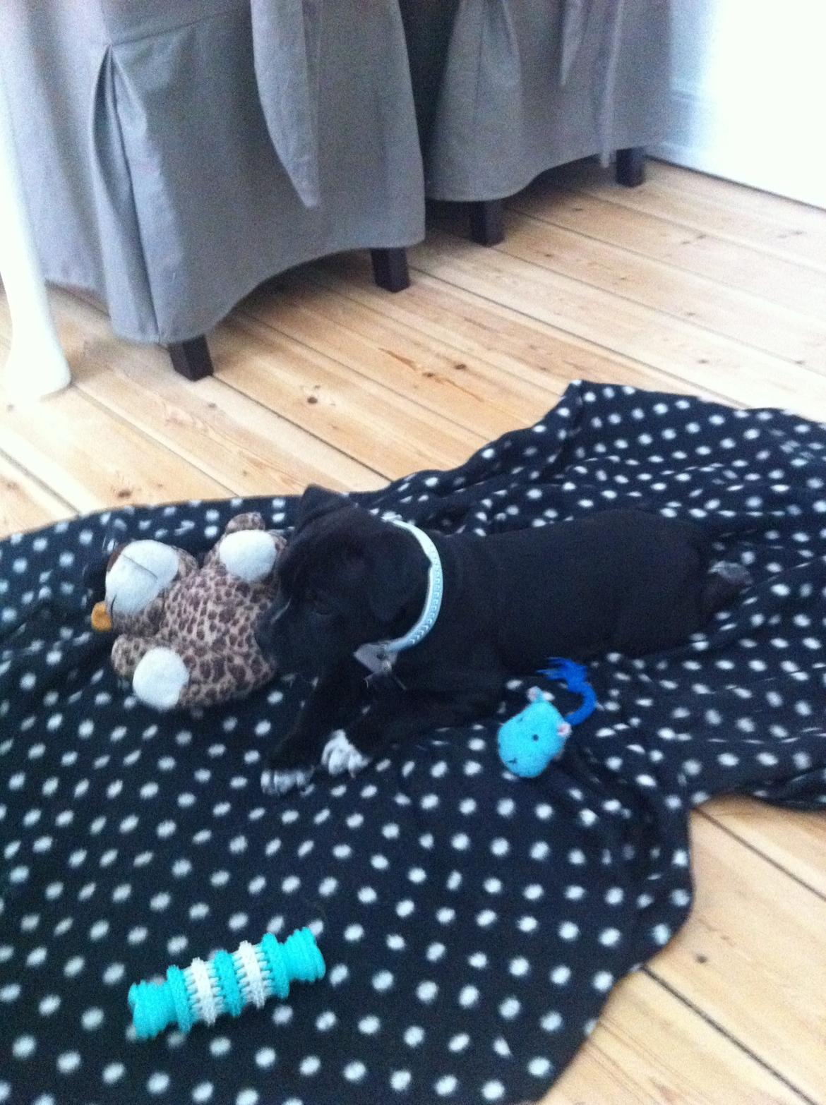 Staffordshire bull terrier Oscar billede 2