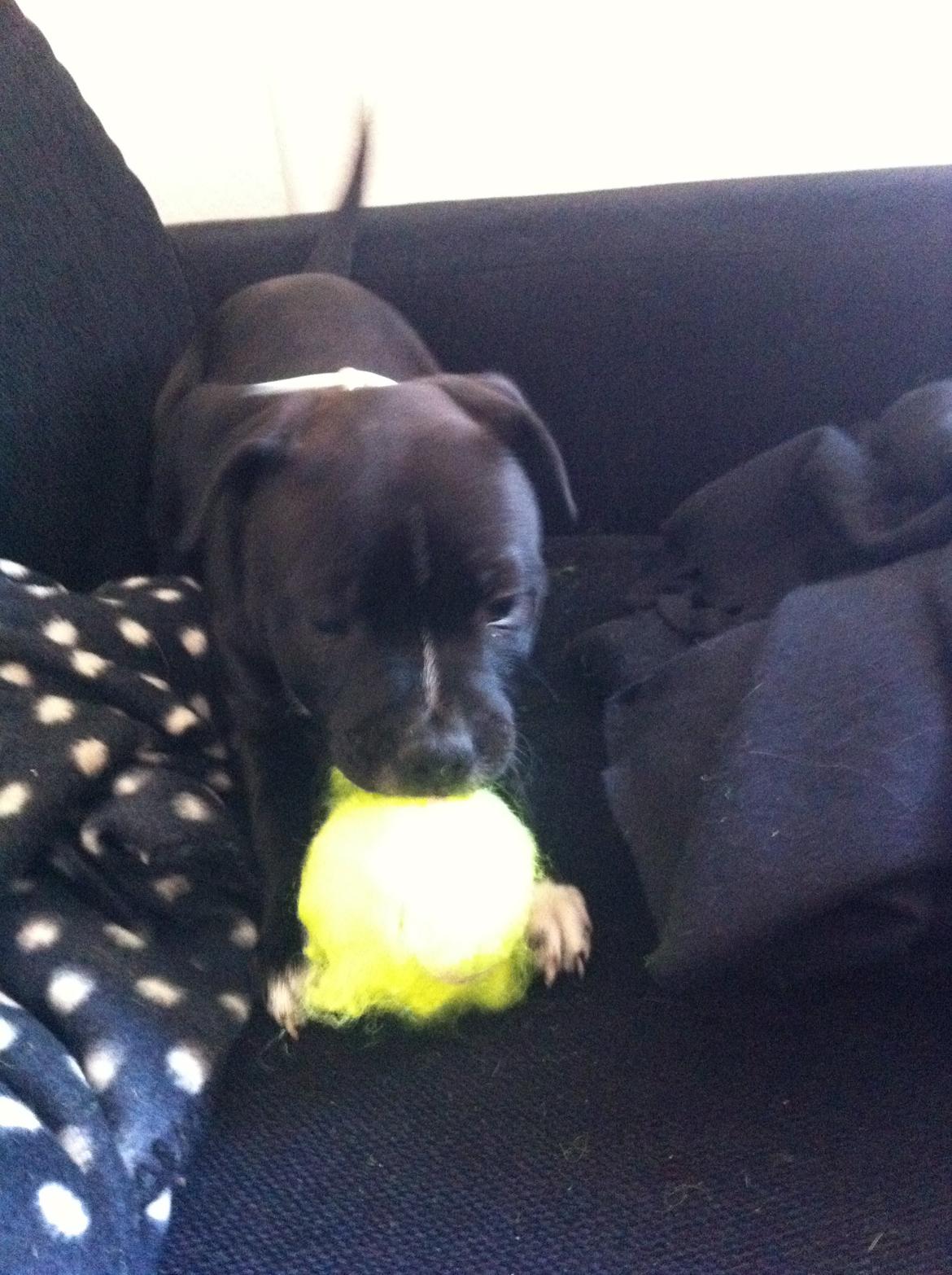 Staffordshire bull terrier Oscar billede 3