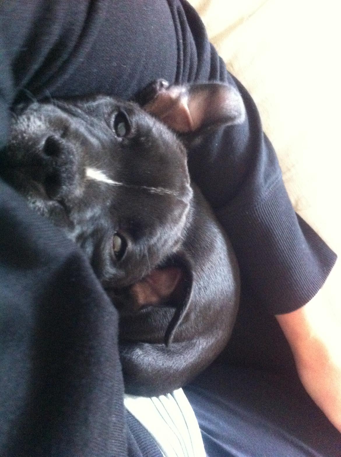 Staffordshire bull terrier Oscar billede 4