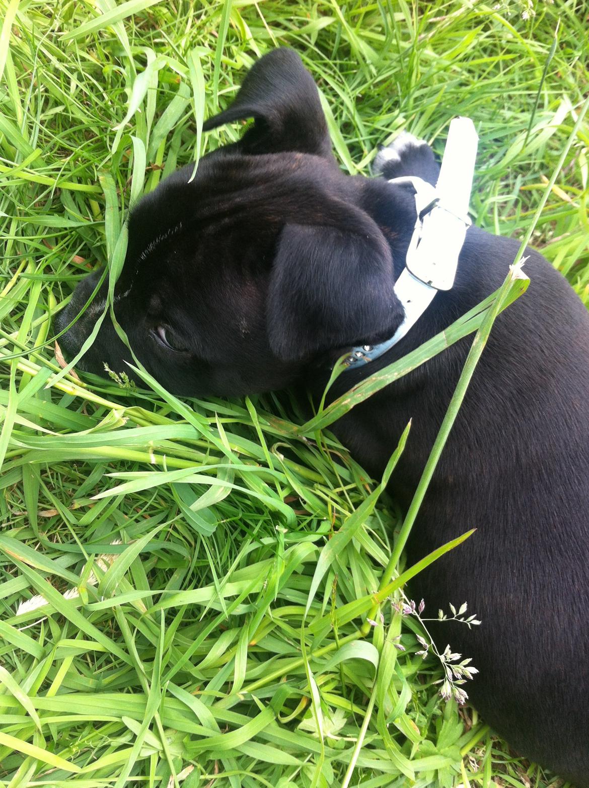 Staffordshire bull terrier Oscar billede 5