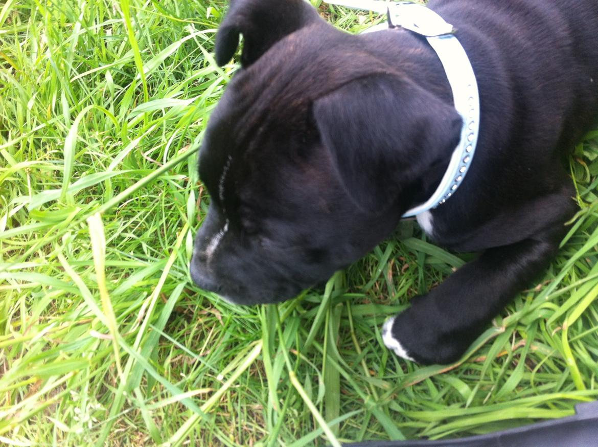 Staffordshire bull terrier Oscar billede 6