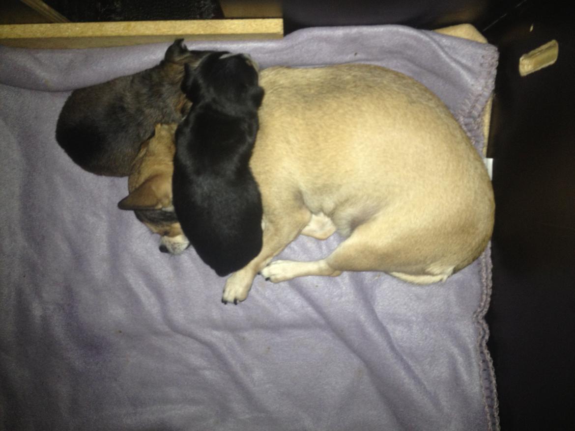 Chihuahua Goldie - Goldie pakket ind i sine hvalpe billede 16