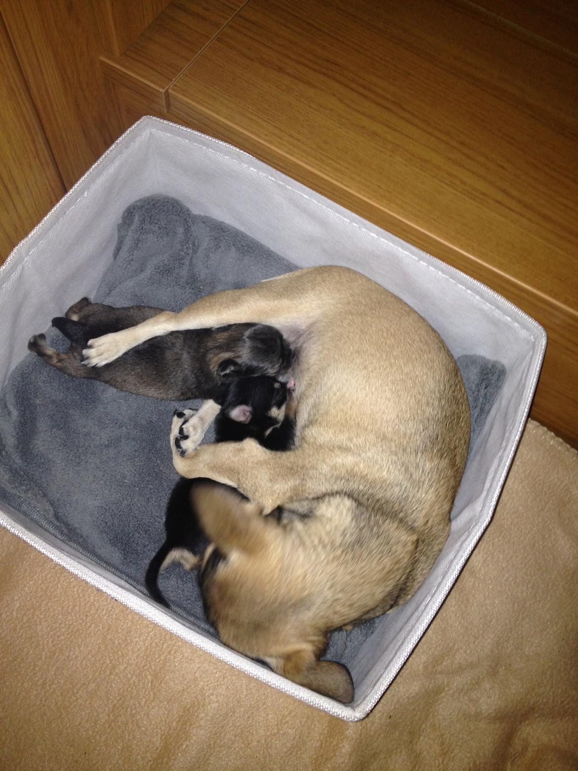 Chihuahua Goldie - Goldie giver sine hvalpe mad <3 billede 17