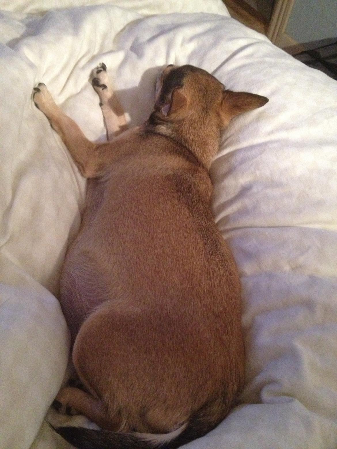 Chihuahua Goldie - Goldie stor og meget drægtig billede 18